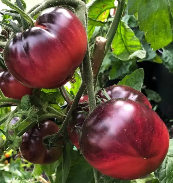 Tomaten: Amethyst Jewel