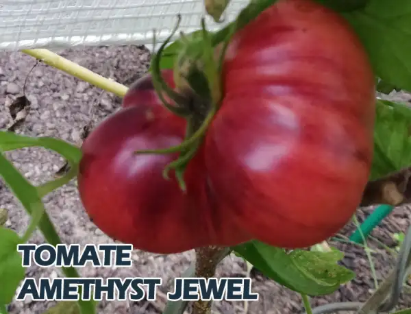 Tomaten: Amethyst Jewel