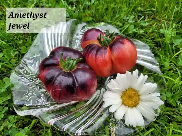 Tomaten: Amethyst Jewel