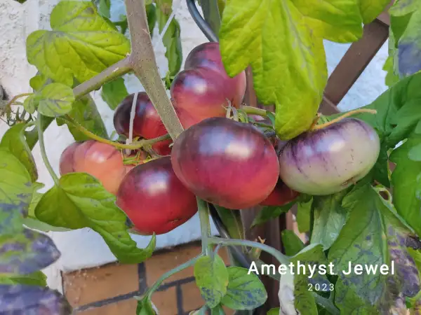 Tomaten: Amethyst Jewel