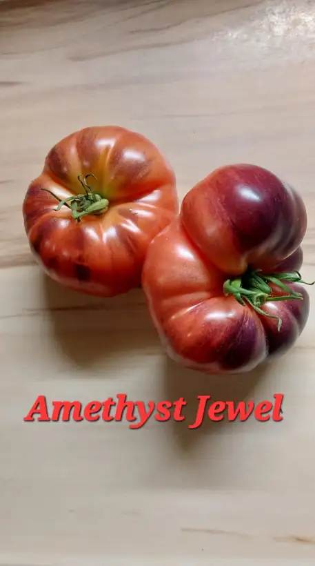 Tomaten: Amethyst Jewel