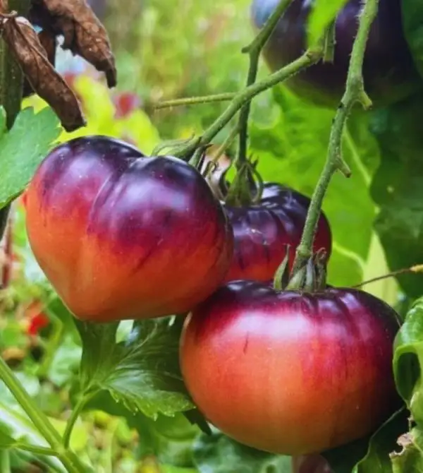 Tomaten: Amethyst Juwel