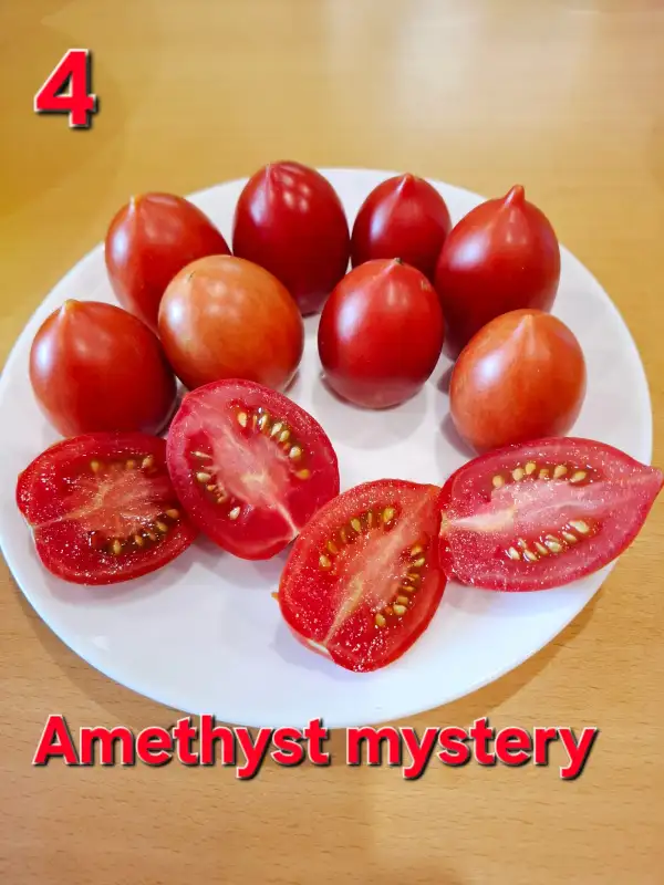 Tomaten: Amethyst mystery