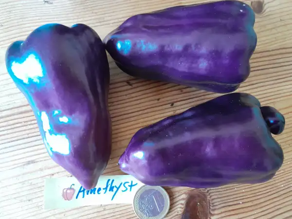 Chili / Paprika: Amethyst, Paprika süß
