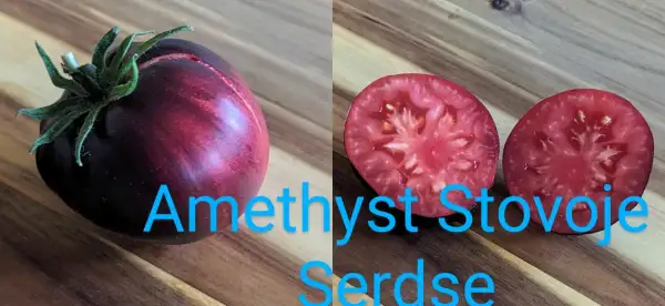 Tomaten: Amethyst Stovoje Serdtse