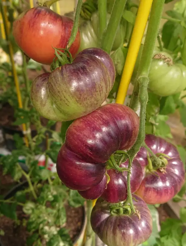 Tomaten: Ametyst Jewel