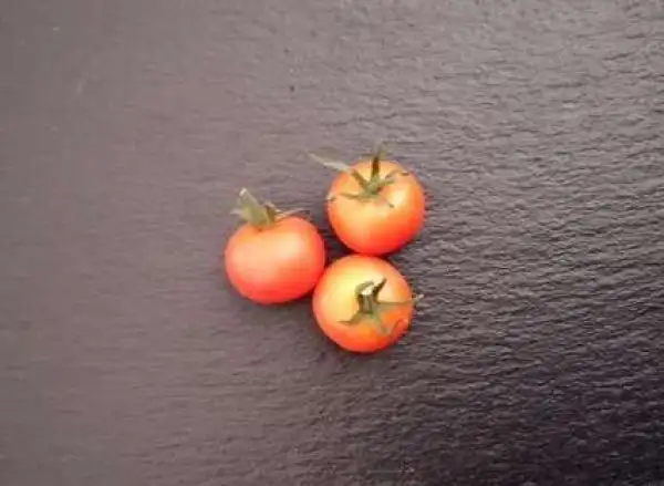 Tomaten: Amish Cherry