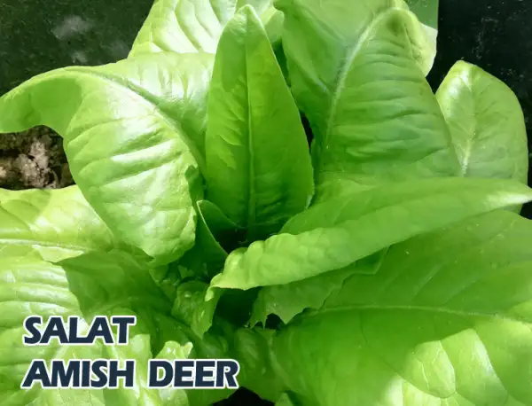 Salate: Amish Deer