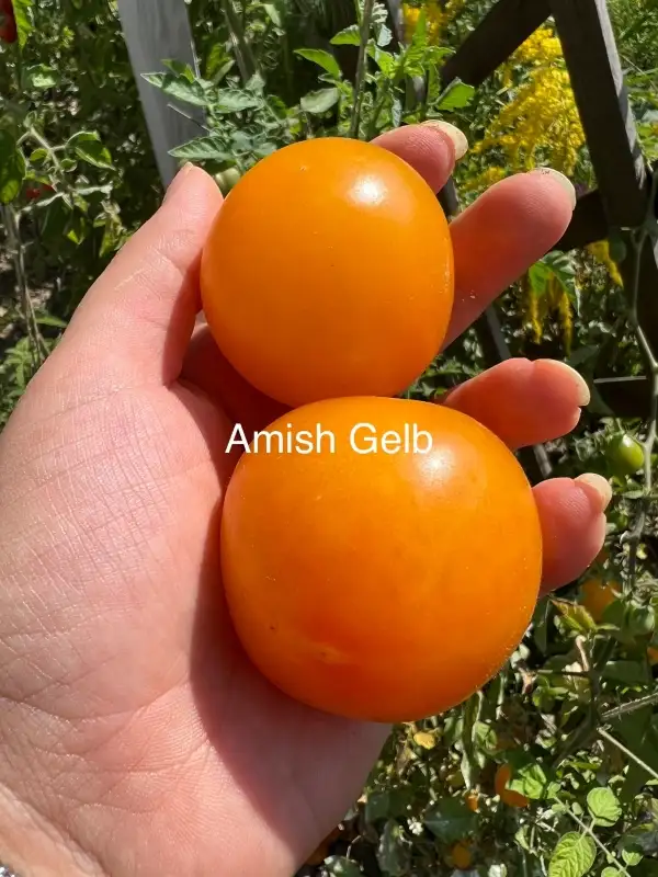 Tomaten: Amish Gelb