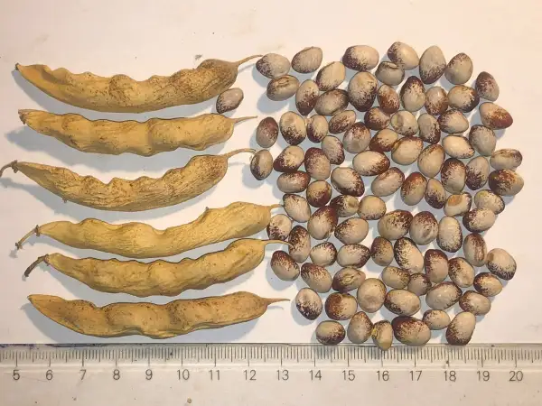 Bohnen: Amish Gnuddle