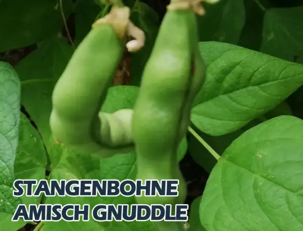 Bohnen: Amish Gnuddle