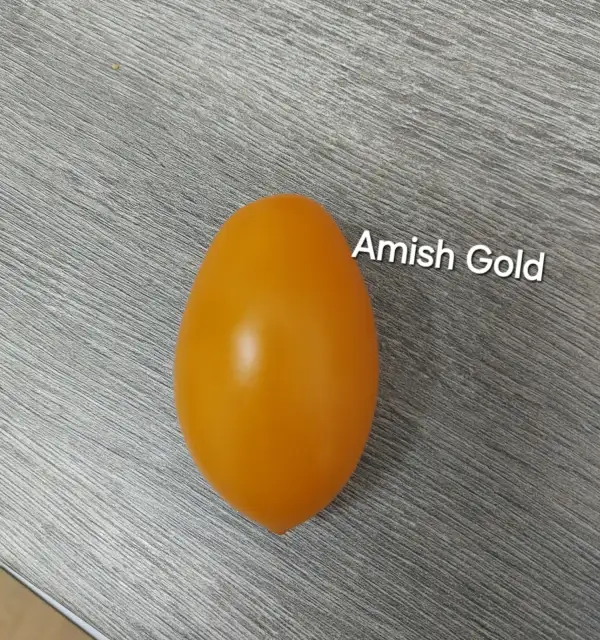 Tomaten: Amish Gold