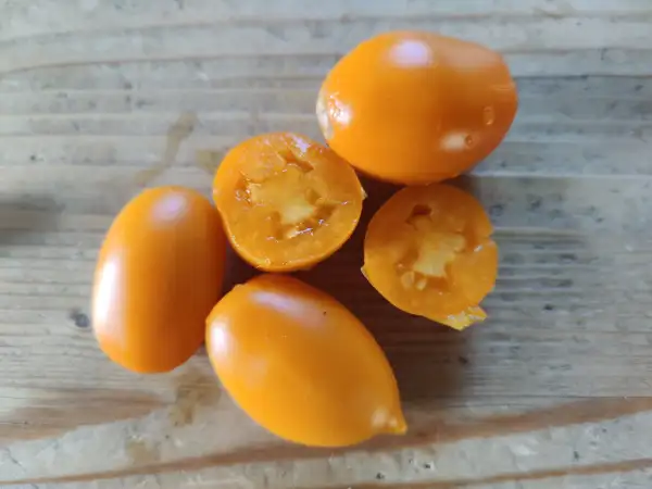 Tomaten: Amish Gold