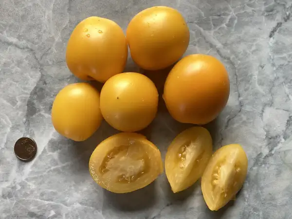 Tomaten: Amish Gold