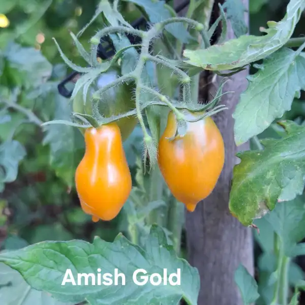 Tomaten: Amish Gold