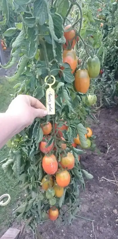 Tomaten: Amish Gold