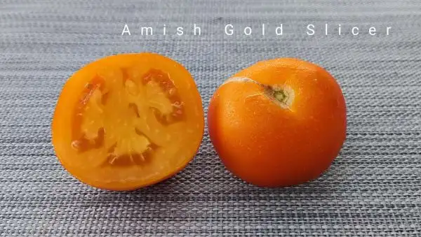 Tomaten: Amish Gold Slicer