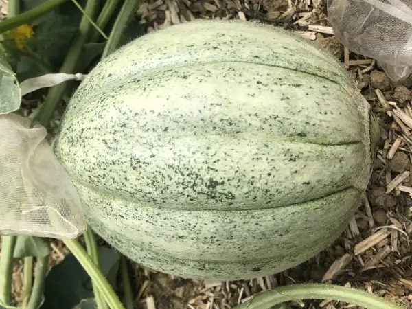 Melonen: Amish melone