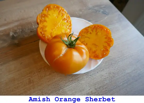 Tomaten: Amish Orange Sherbet