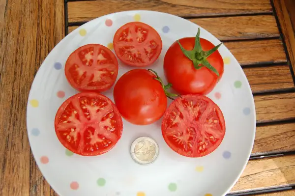 Tomaten: Amish Paste