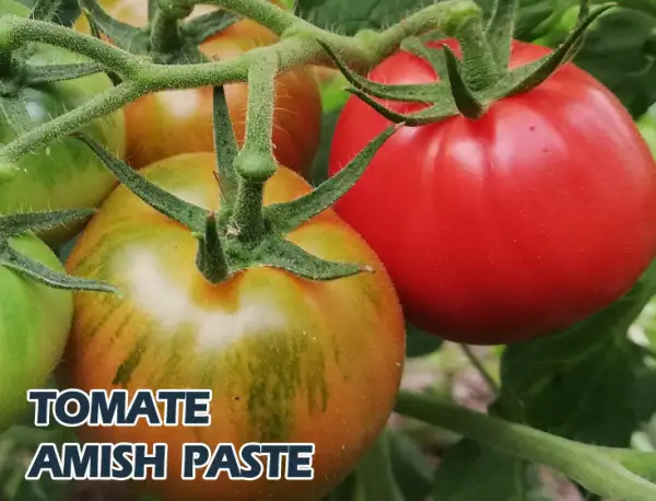 Tomaten: Amish Paste