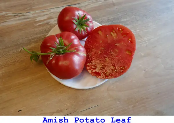 Tomaten: Amish Potato Leaf