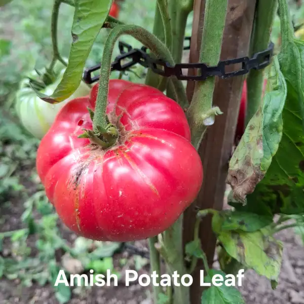 Tomaten: Amish Potato Leaf
