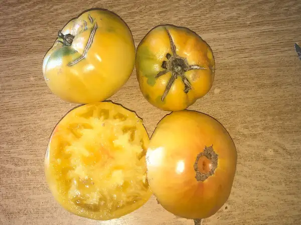 Tomaten: Amish Yellow Giant