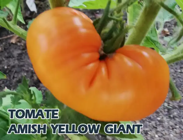 Tomaten: Amish Yellow Giant