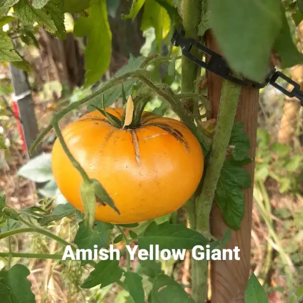 Tomaten: Amish Yellow Giant