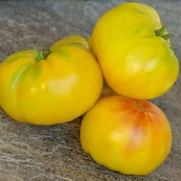 Tomaten: Amish Yellow Giant