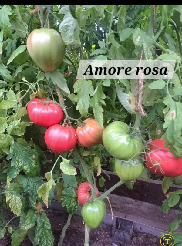 Tomaten: Amore rosa (Bulgarien)