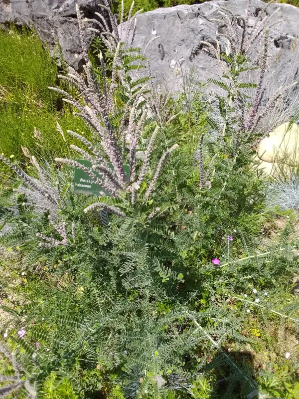 Stauden / Gehölz: Amorpha Bleibusch Rarität!!