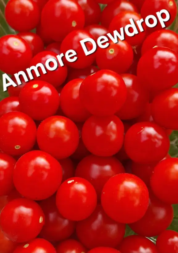 Tomaten: Ampeltomate Anmore Dewdrop