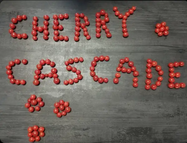 Tomaten: Ampeltomate Cherry Cascade