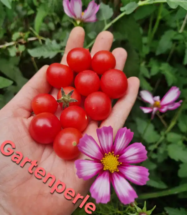 Tomaten: Ampeltomate Gartenperle