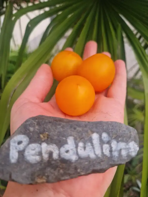 Tomaten: Ampeltomate Pendulina