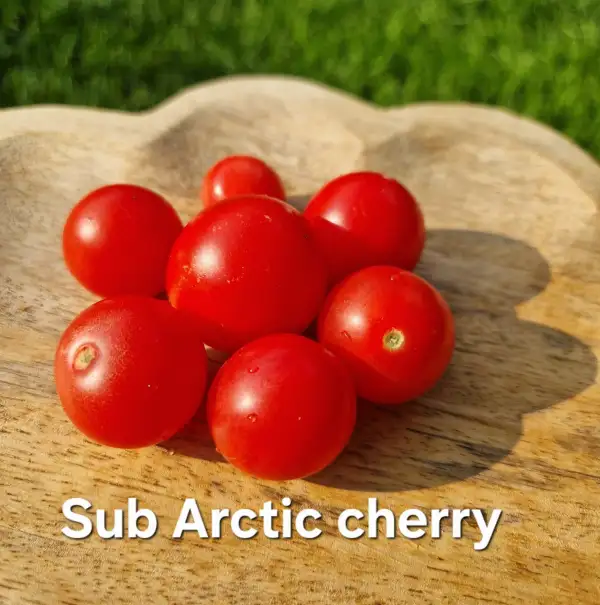 Tomaten: Ampeltomate Sub Arctic Cherry