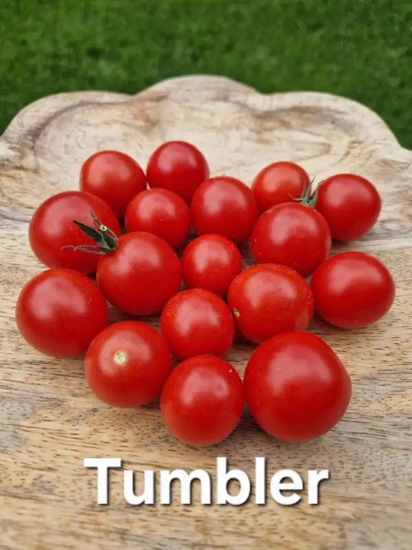 Tomaten: Ampeltomate Tumbler