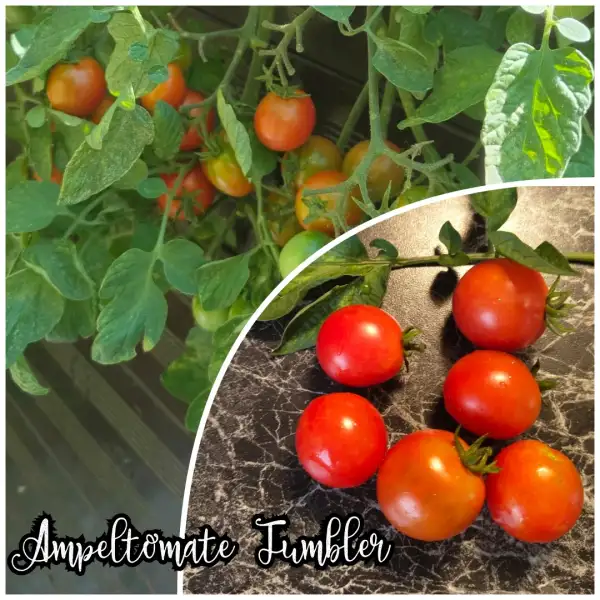 Tomaten: Ampeltomate Tumbler Microdwarf