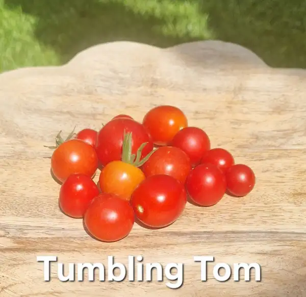 Tomaten: Ampeltomate Tumbling Tom rot
