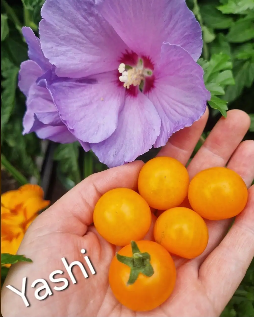 Tomaten: Ampeltomate Yashi