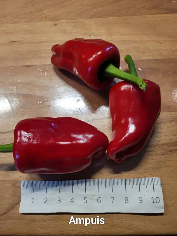 Chili / Paprika: Ampuis	Schärfe:	1	Höhe:	50-80cm