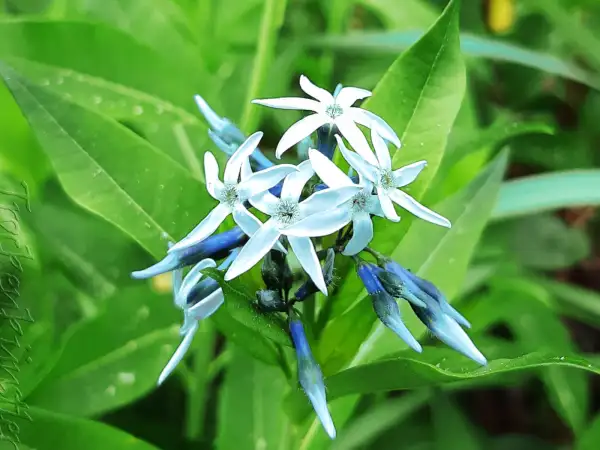 Blumen: Amsonia 