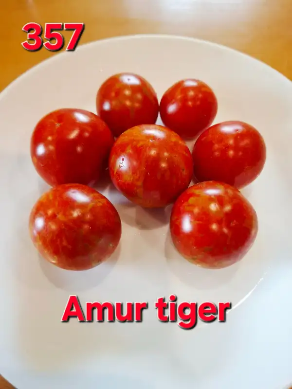 Tomaten: Amur Tiger