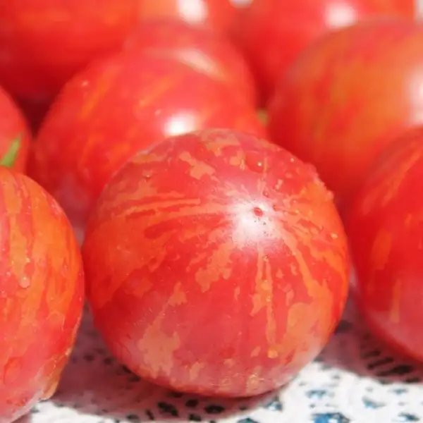 Tomaten: Amur Tiger