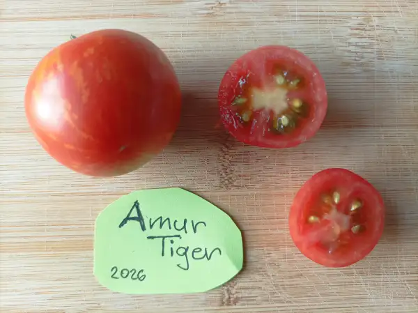 Tomaten: Amur Tiger