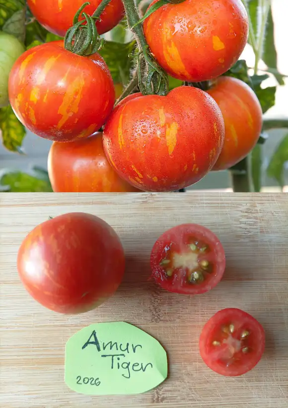 Tomaten: Amur Tiger