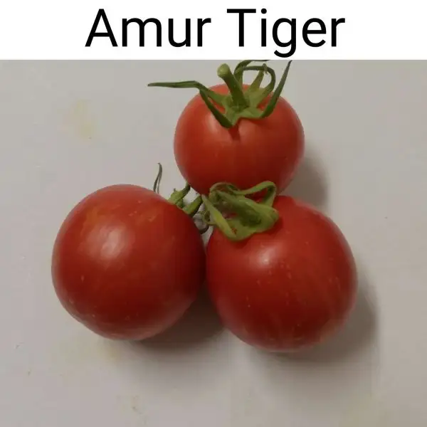 Tomaten: Amur Tiger