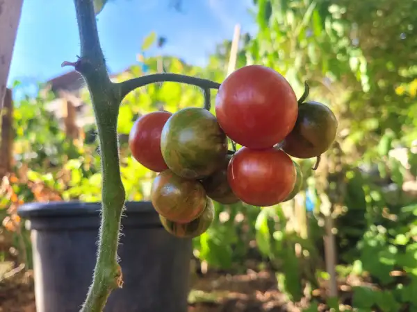 Tomaten: Amurskij Tigr